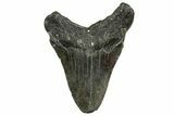 Bargain, Fossil Megalodon Tooth - North Carolina #361723-1